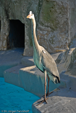 Graureiher (1 von 15).jpg